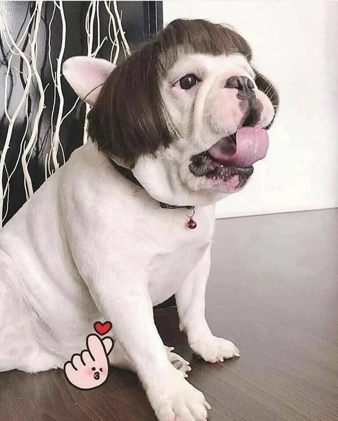 Pet Halloween Wig - Curly & Straight Hair Costume Accessory for Dogs & Cats