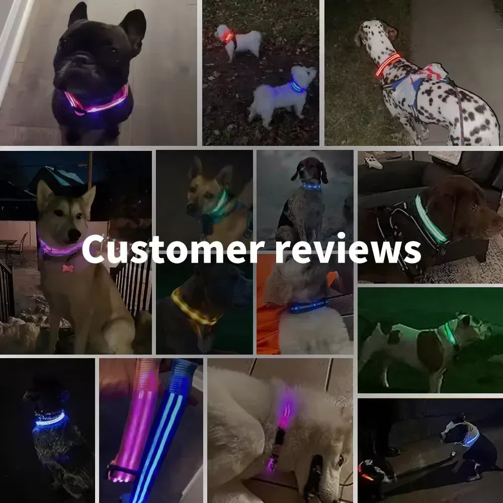 Collier lumineux LED pour chien - Réglable, clignotant, rechargeable - Collier lumineux pour la sécurité nocturne - Harnais lumineux anti-perte pour chien