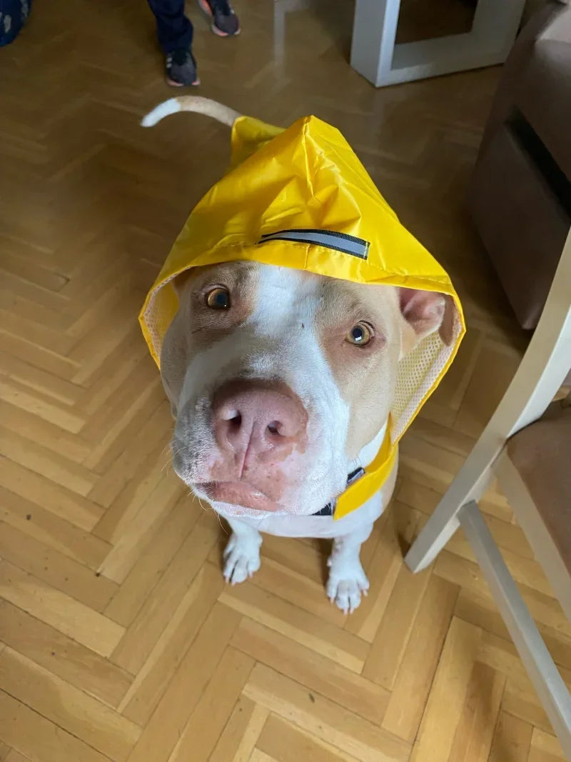 Waterproof Reflective Dog Raincoat with Hood – Sizes S to 6XL