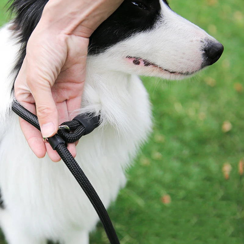 Nylon Slip Lead Training Leash for Small & Medium Dogs