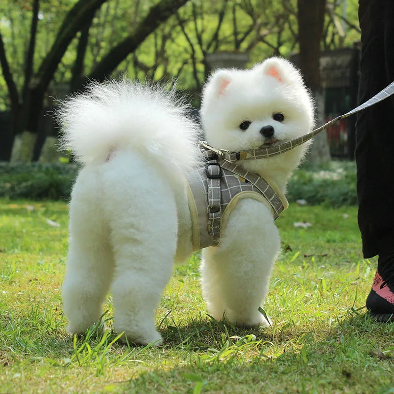 Ensemble harnais et laisse anti-évasion pour animaux de compagnie – Gilet en maille réfléchissante pour chats et petits chiens