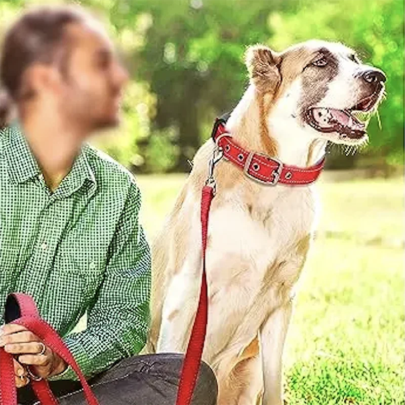 Padded Reflective Dog Collar | Adjustable Heavy-Duty Nylon & Neoprene