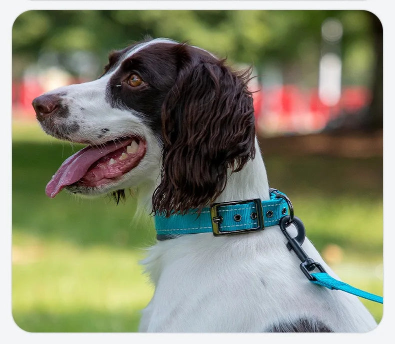 Padded Reflective Nylon Dog Collar – Adjustable for Small, Medium & Large Dogs