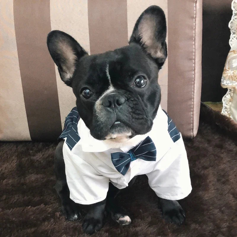 Striped Tuxedo Jacket with Bow for Small Dogs & Cats