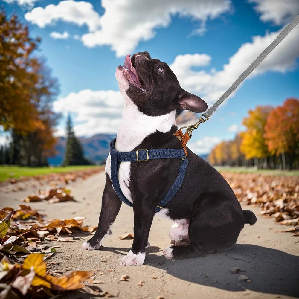 Ensemble harnais de dressage et collier personnalisé pour chien