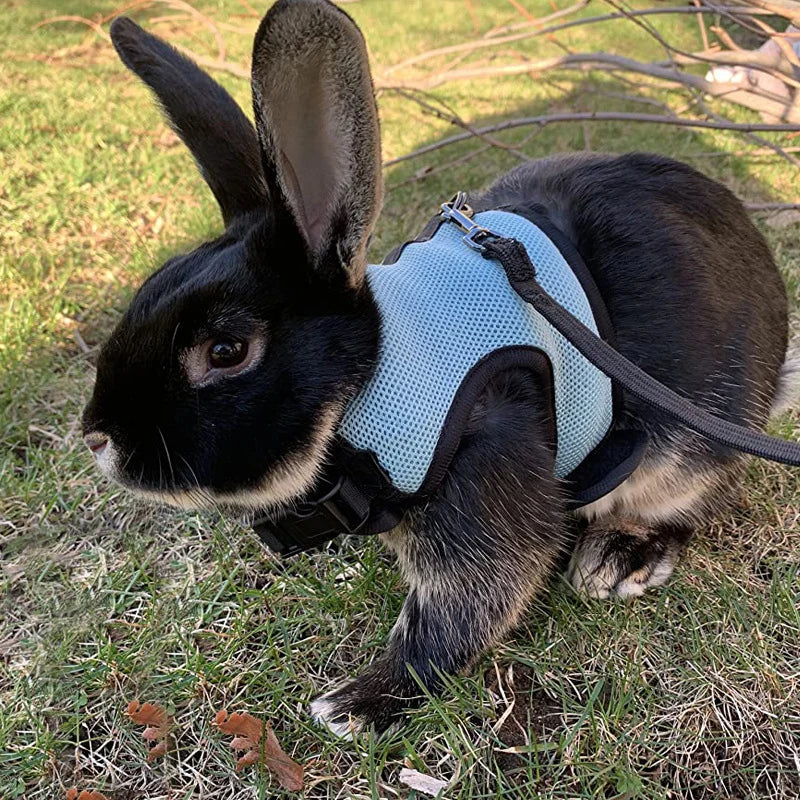 Mesh Breathable Harness & Leash Set for Rabbits, Ferrets & Small Pets