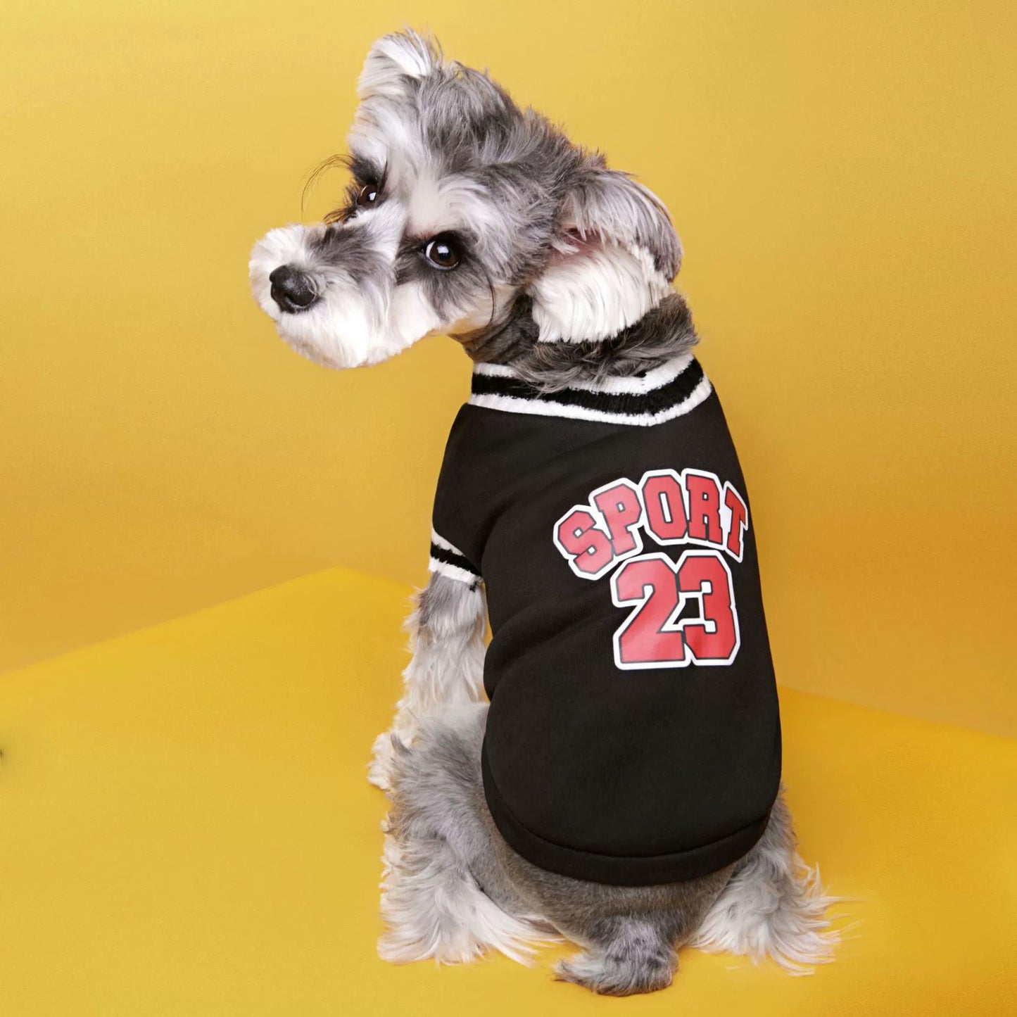 Pull pour chien style universitaire