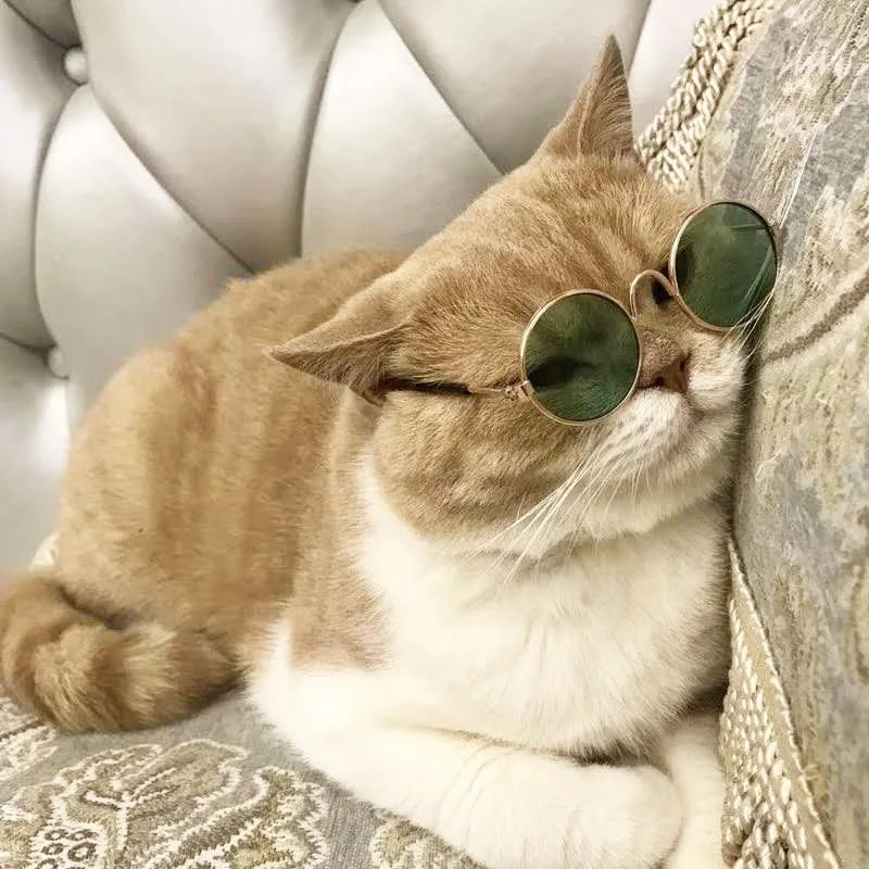 Mini Sunglasses for Cats & Small Dogs