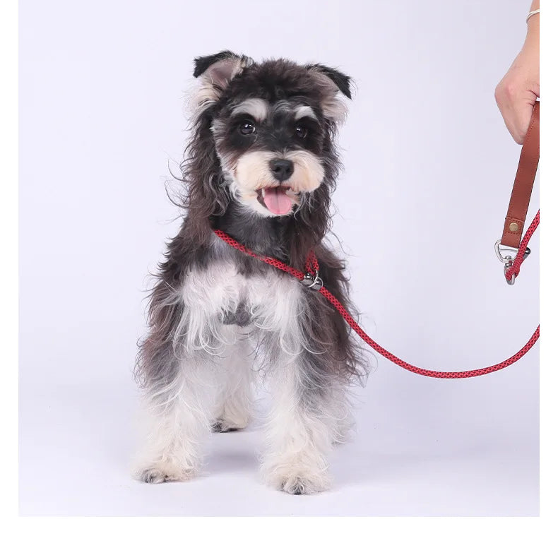 Laisse-collier étrangleur anti-nœuds réglable pour petits chiens
