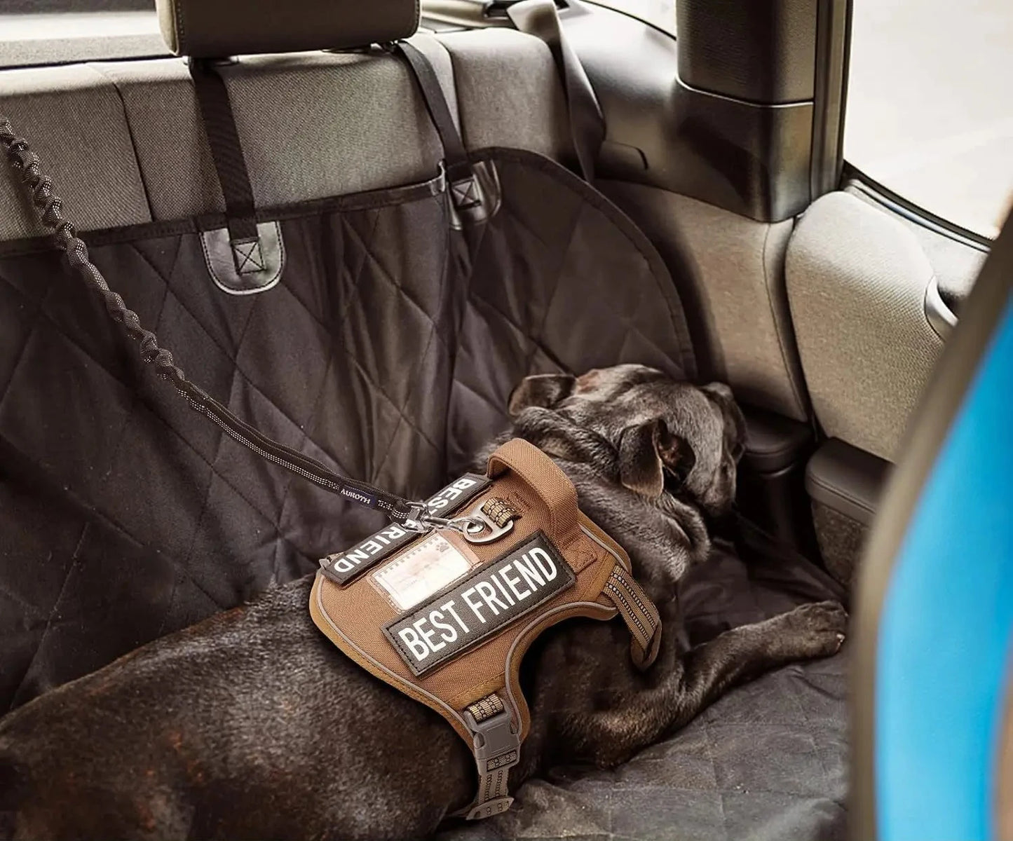 Laisse de dressage élastique antichoc pour chien