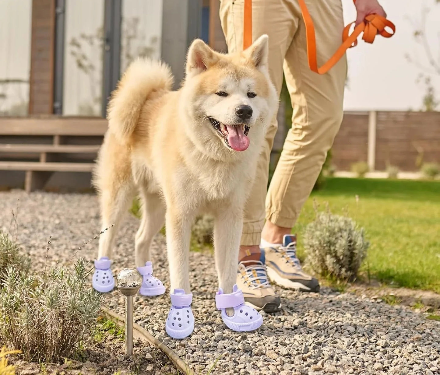 Chaussures pour chien pour trottoir chaud