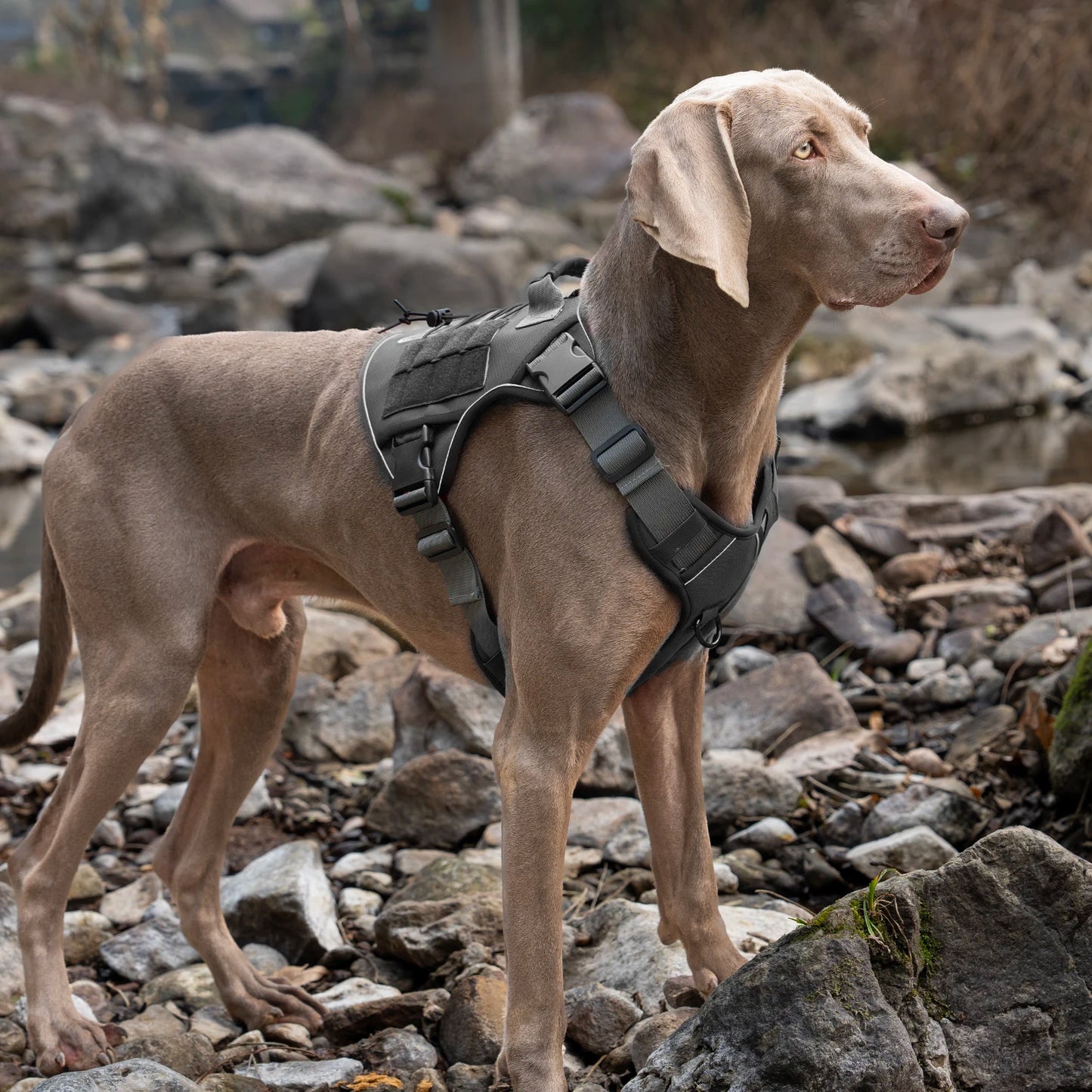 Tactical No-Pull Dog Harness — Reflective Adjustable Working & Training Vest for Small, Medium & Large Dogs