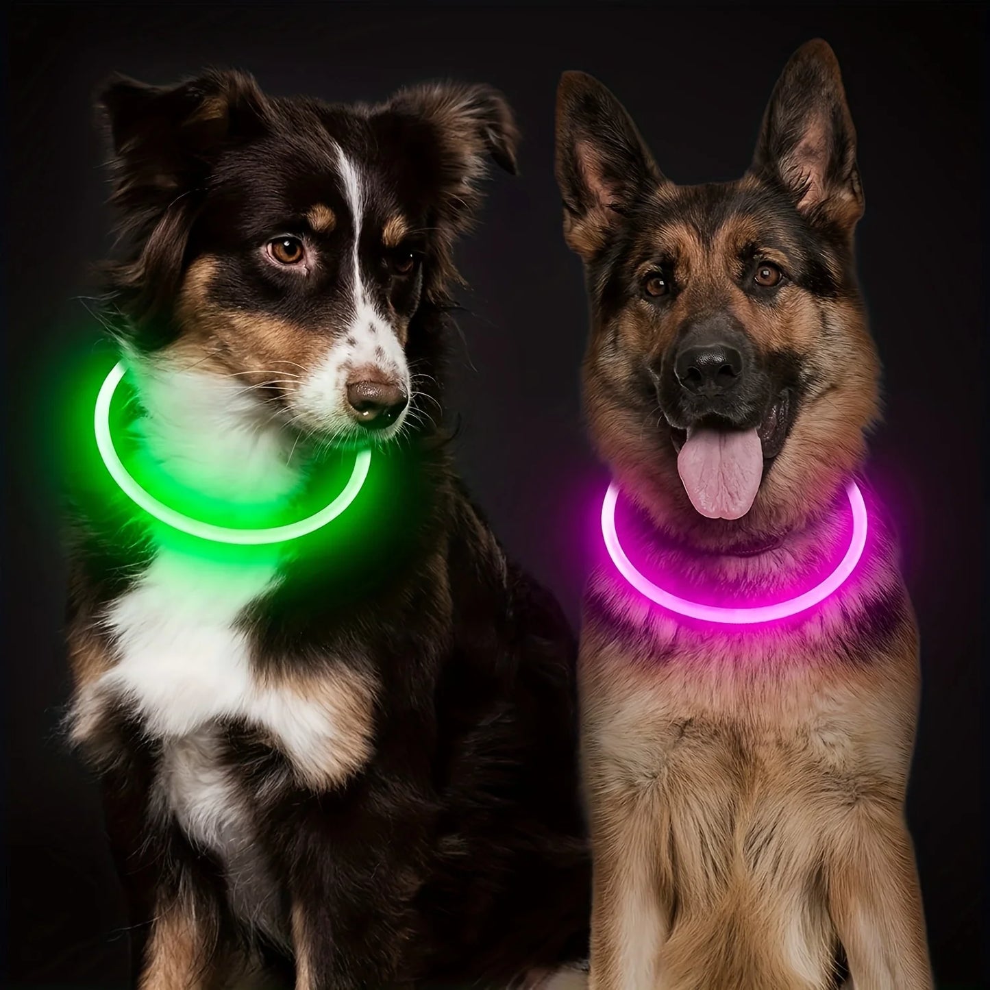 Collier lumineux LED pour chien - Collier de sécurité rechargeable par USB pour une visibilité nocturne