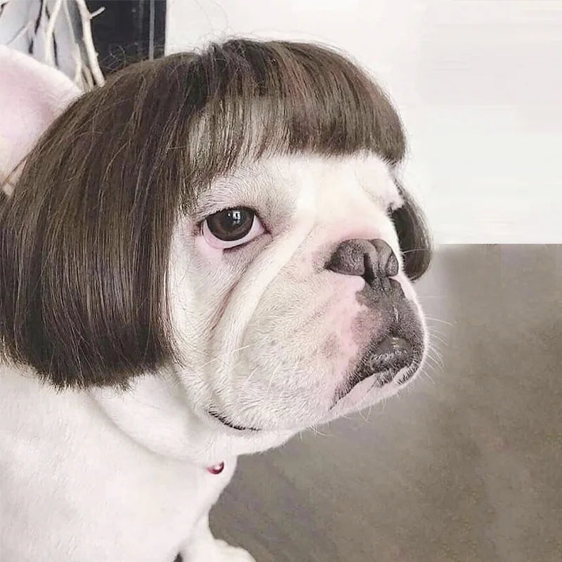 Pet Halloween Wig - Curly & Straight Hair Costume Accessory for Dogs & Cats