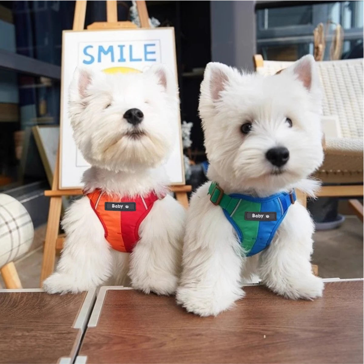 Ensemble Harnais et Laisse Réfléchissants Ajustables pour Chiens et Chats de Petite et Moyenne Taille