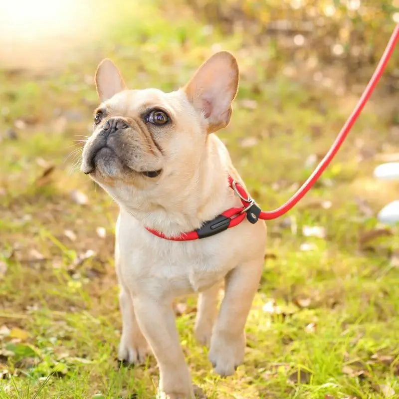 Nylon Slip Lead Training Leash for Small & Medium Dogs