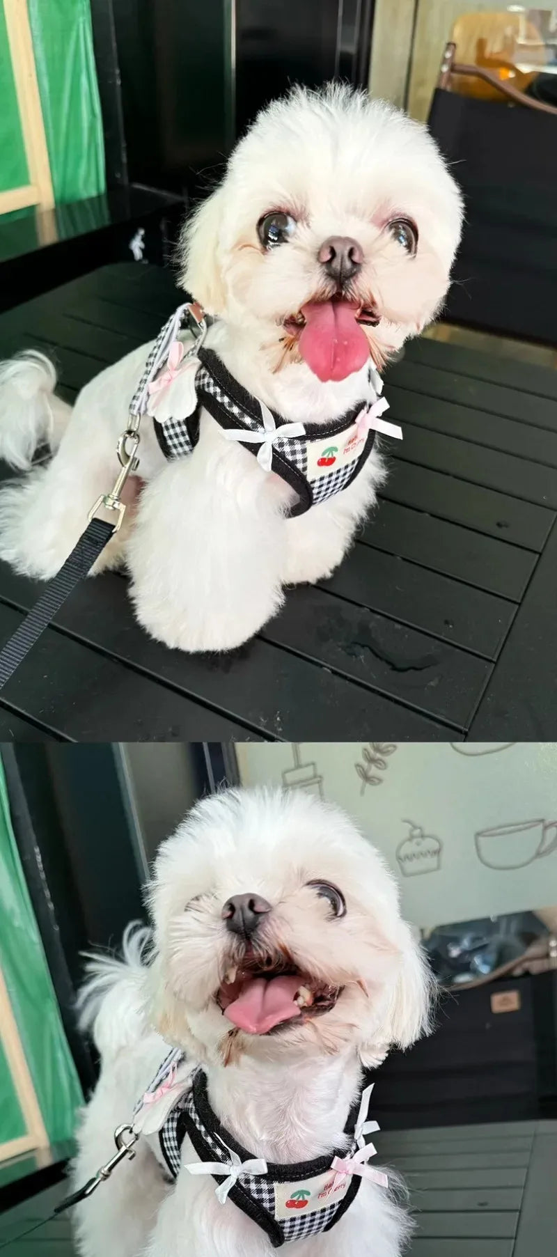 Ensemble harnais et collier en cuir de qualité supérieure pour chien