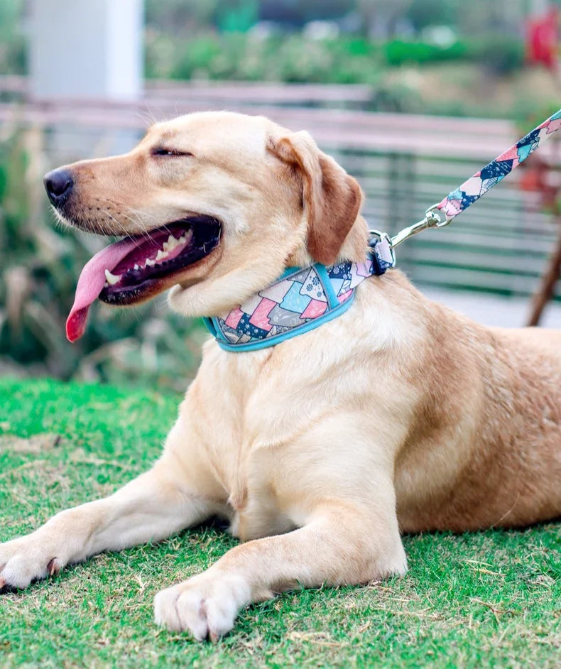 Reflective Breathable Mesh Dog Collar with Double D-Ring – All Sizes