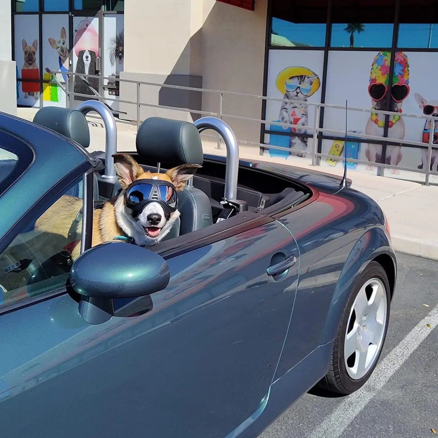 Dog Goggles for Large Breeds - Windproof Snowproof Eye Protection