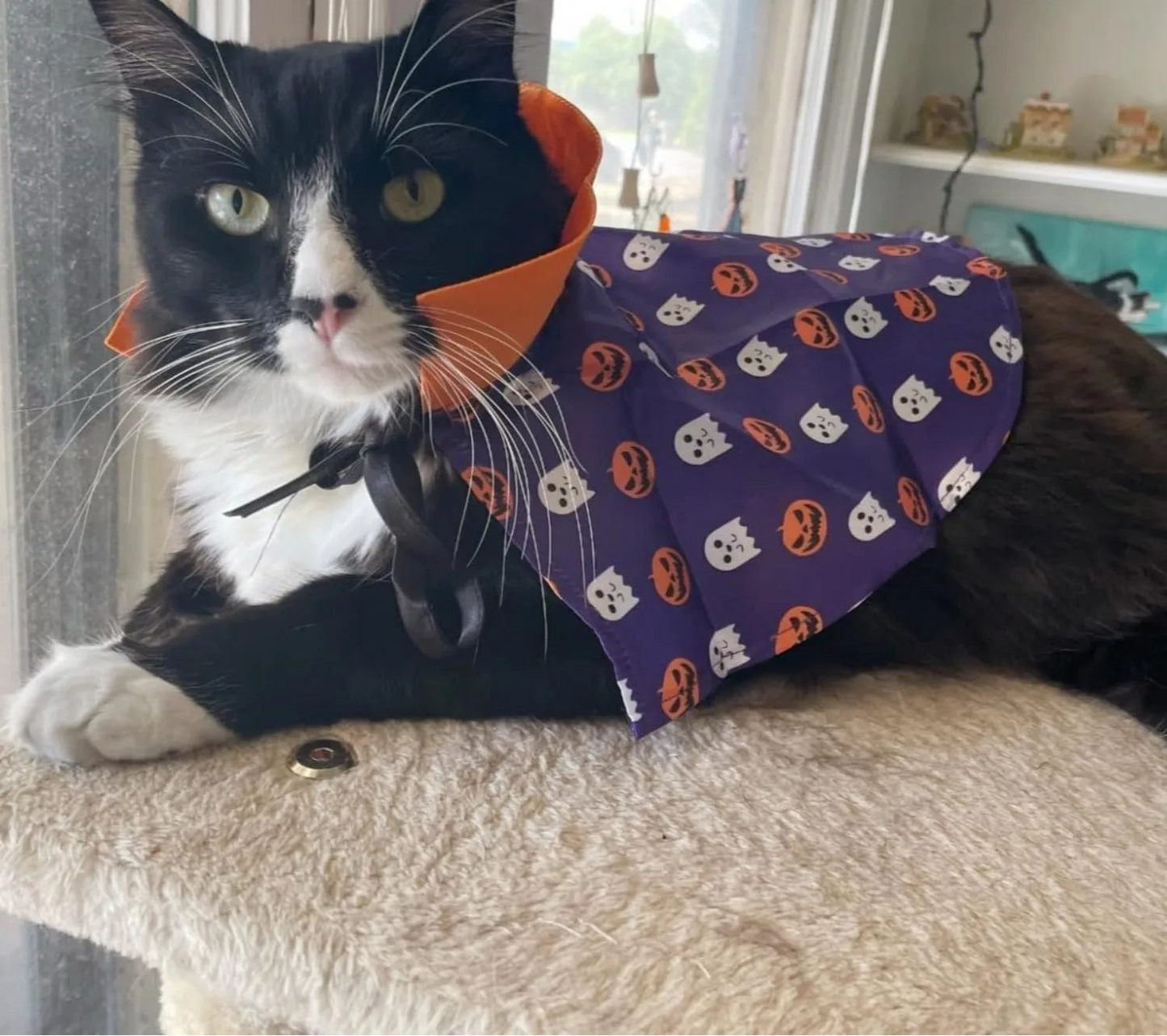 Déguisement d'Halloween pour Chat - Cape de Sorcier et Tenue de Sorcière pour Chats et Petits Chiens