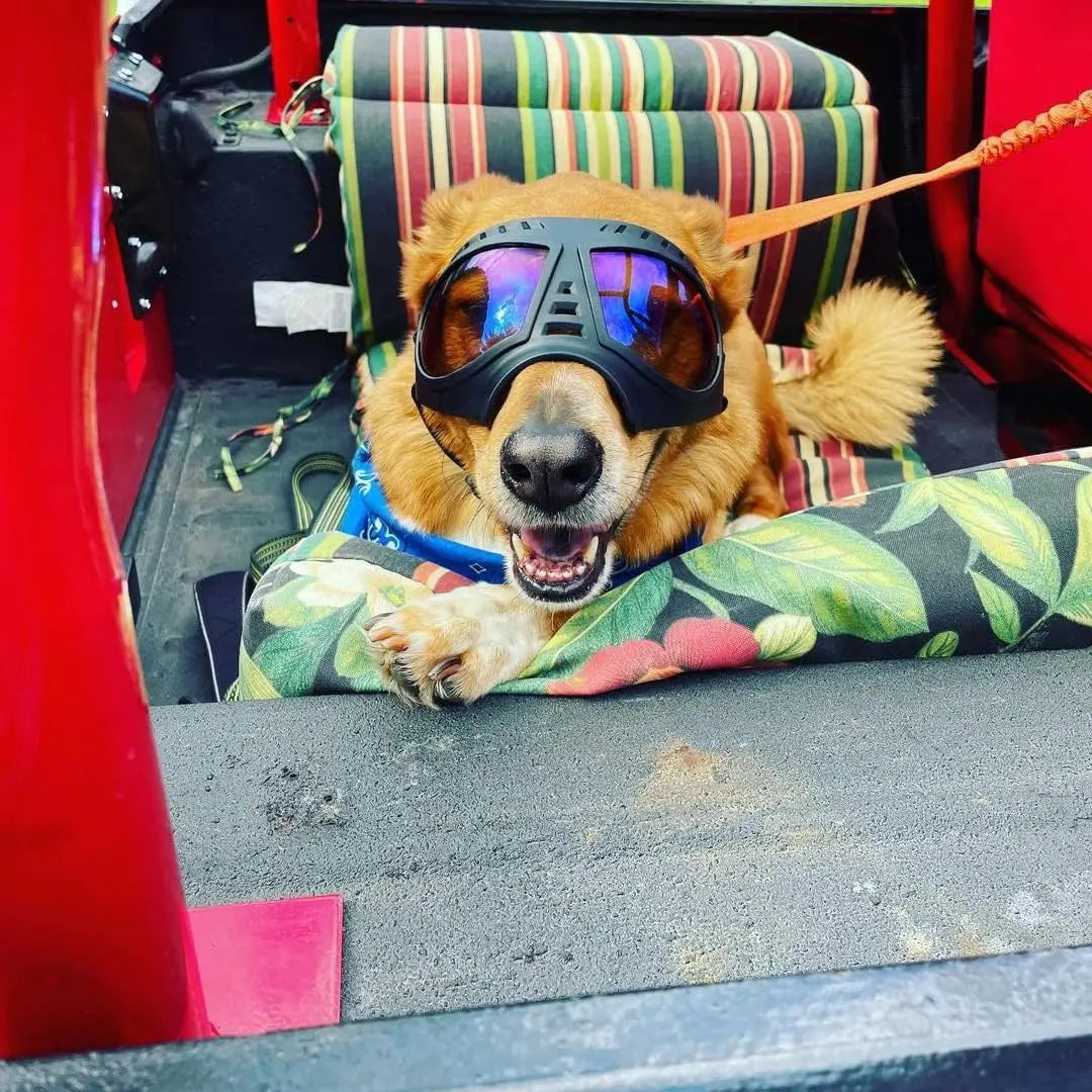 Dog Goggles for Large Breeds - Windproof Snowproof Eye Protection