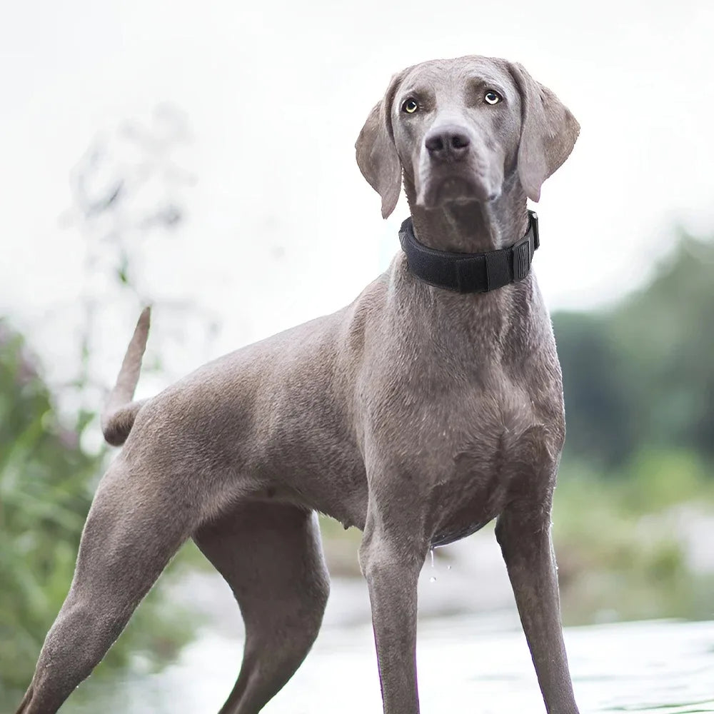 Ensemble complet collier et harnais pour chien avec laisse
