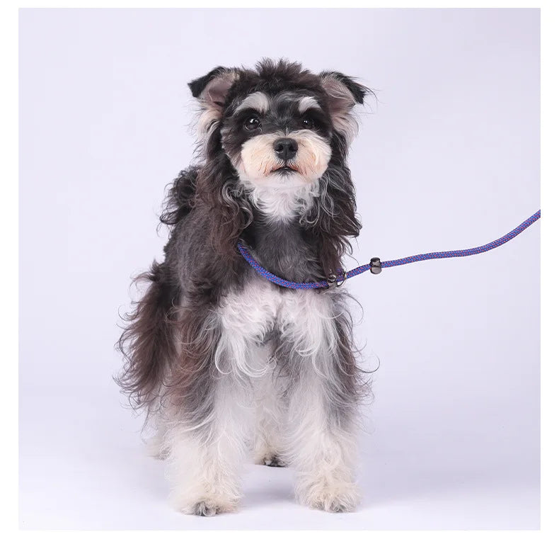 Laisse-collier étrangleur anti-nœuds réglable pour petits chiens