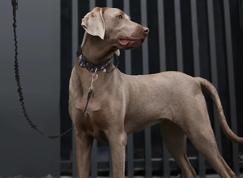 Heavy-Duty Bungee No-Pull Training Leash for Large Dogs