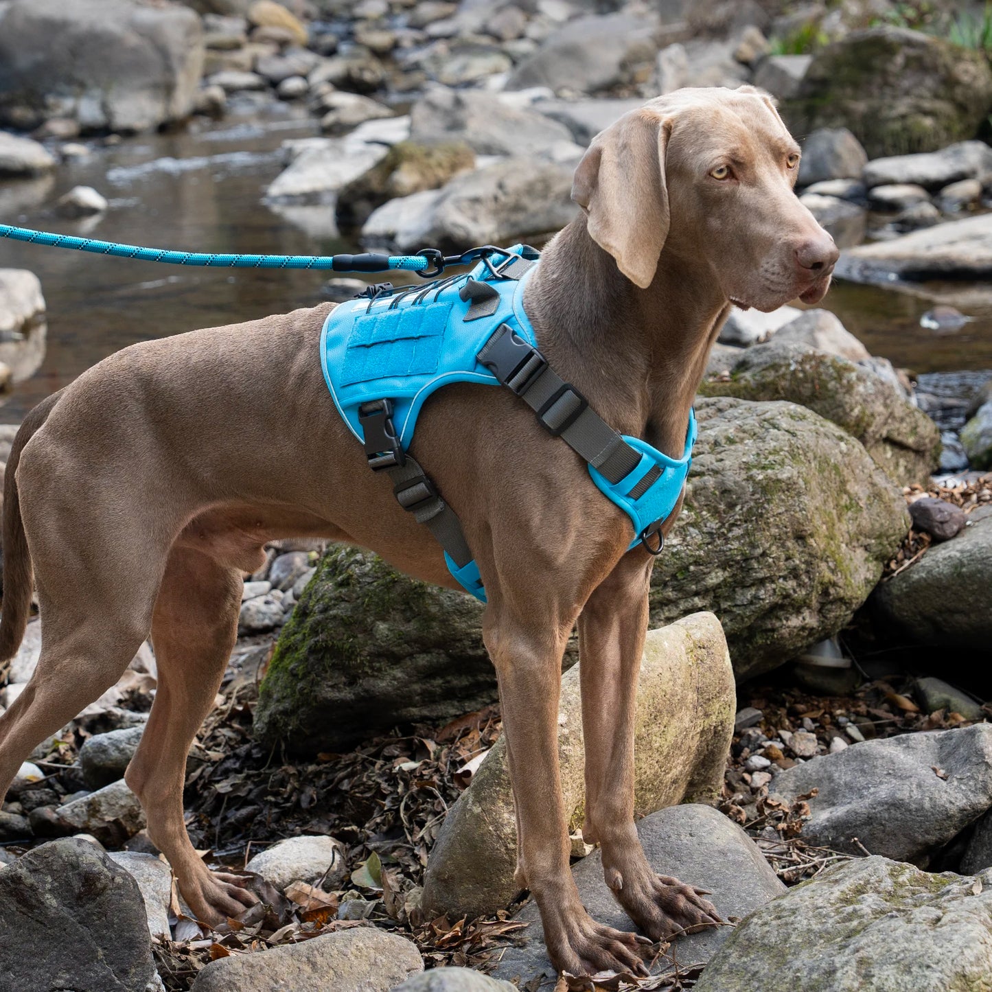 Tactical No-Pull Dog Harness — Reflective Adjustable Working & Training Vest for Small, Medium & Large Dogs