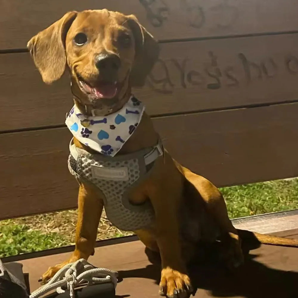 Cute Print Cat Dog Collar with Bandanas for Small Dogs Yorkshire Chihuahua Puppy Triangular Bandage Pet Accessories Supplies