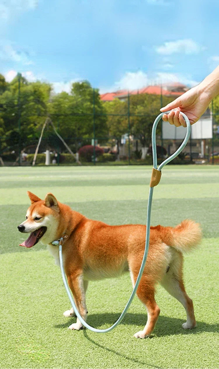 Ensemble laisse et harnais réglables en nylon pour chien