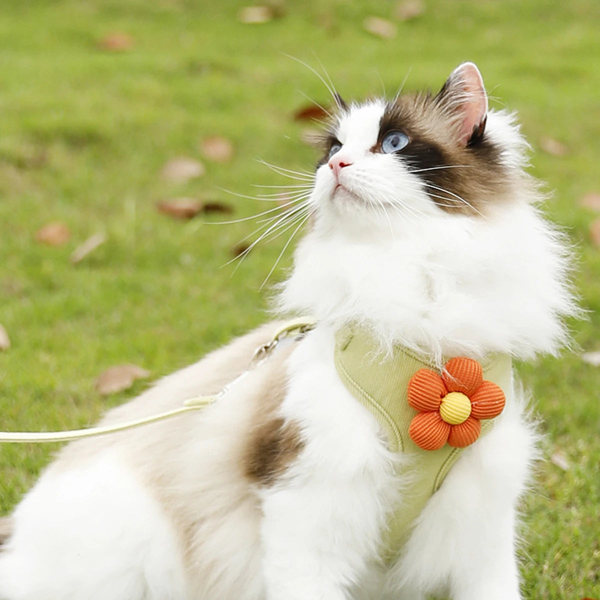 Breathable Adjustable Harness & Leash Set for Cats and Small Dogs