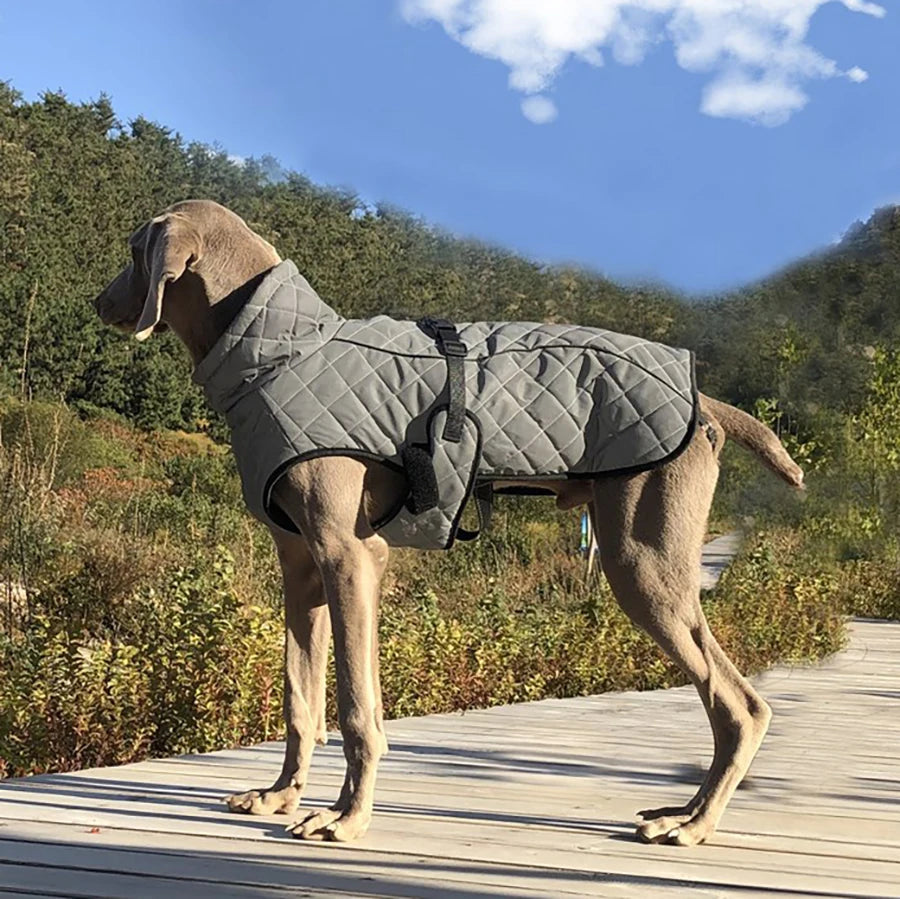 Reflective Winter Dog Jacket & Outdoor Vest