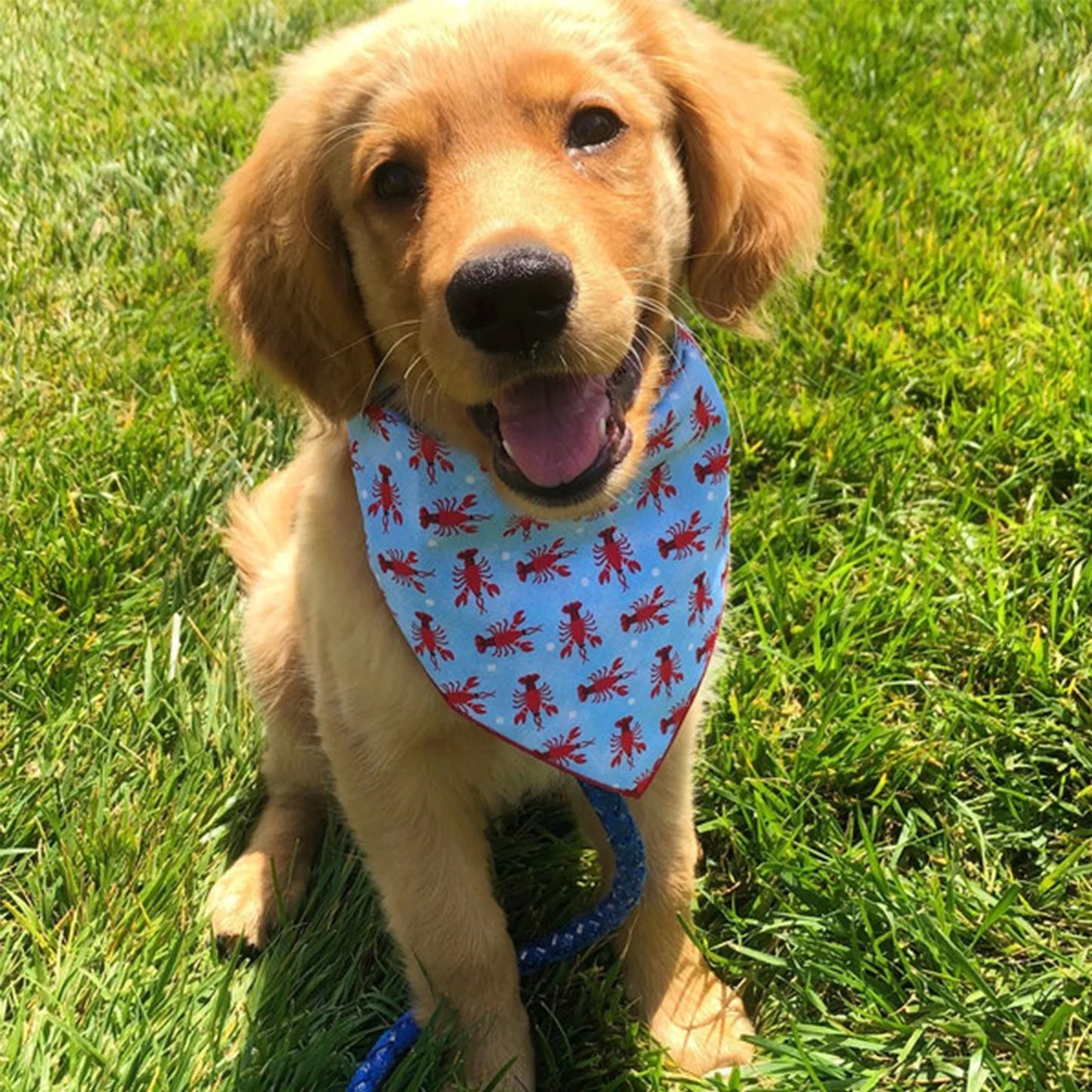 Triangular Dog Bandana Scarf – Summer & Beach