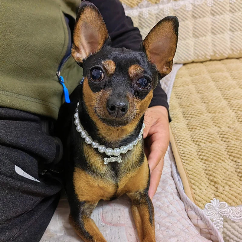 Luxury Pearl Pendant Puppy Dog Necklace Collar for Small Dogs Cats Chihuahua Pomeranian Teddy Bling Rhinestones Pet Accessories