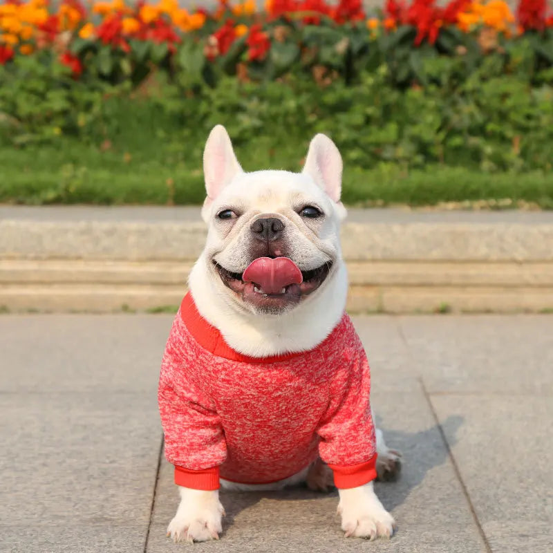 Winter Pet Jacket - Warm Coat for Dogs and Cats