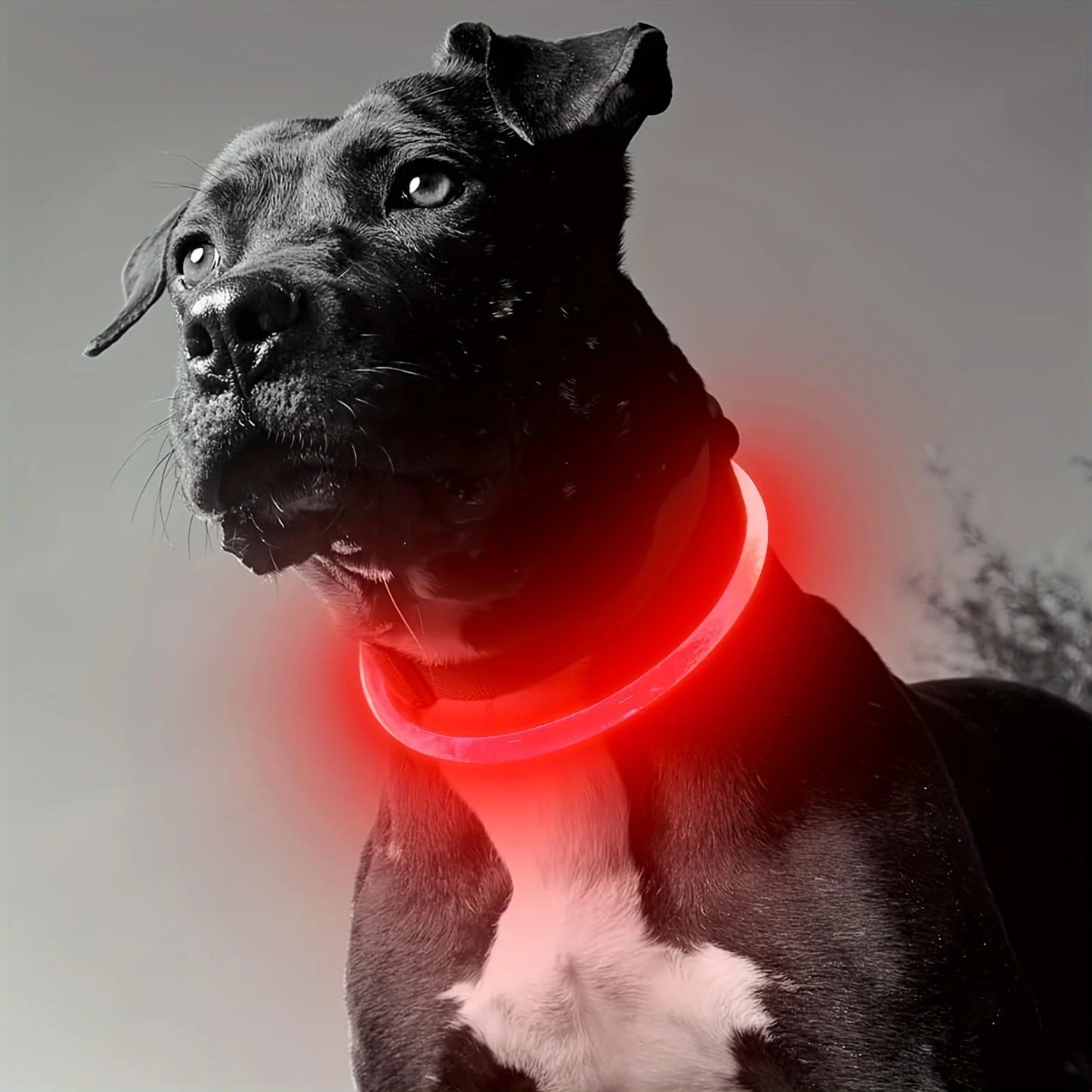 Collier lumineux LED pour chien - Collier de sécurité rechargeable par USB pour une visibilité nocturne