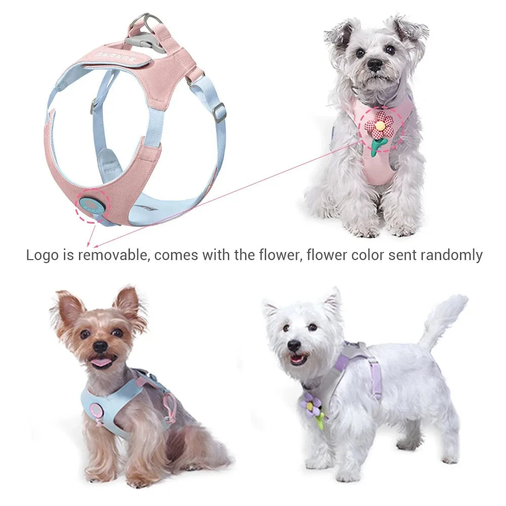 Ensemble Collier et Laisse pour Chien - Harnais de Poitrine pour Petits Chiens