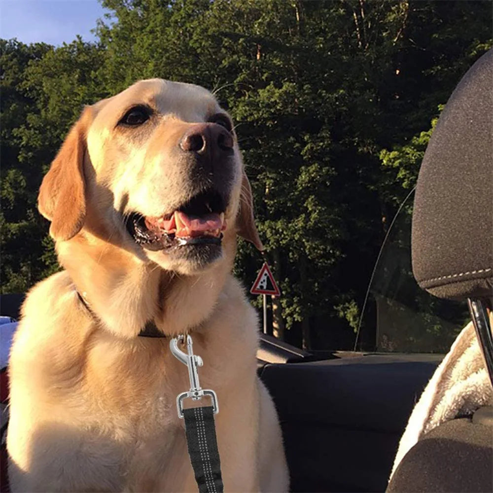 Ceinture de sécurité rétractable pour chien avec bande réfléchissante