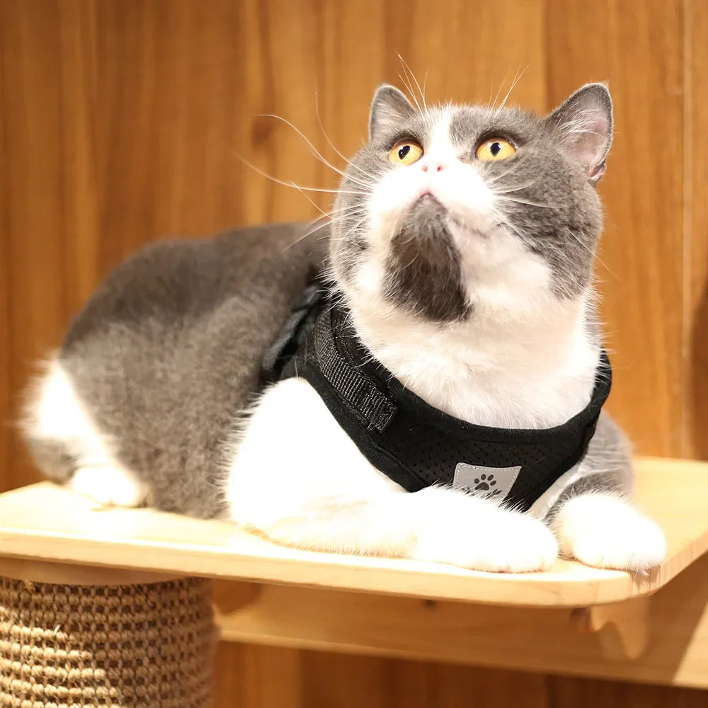 Ensemble harnais et laisse anti-évasion pour animaux de compagnie – Gilet en maille réfléchissante pour chats et petits chiens