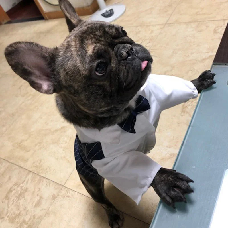 Striped Tuxedo Jacket with Bow for Small Dogs & Cats