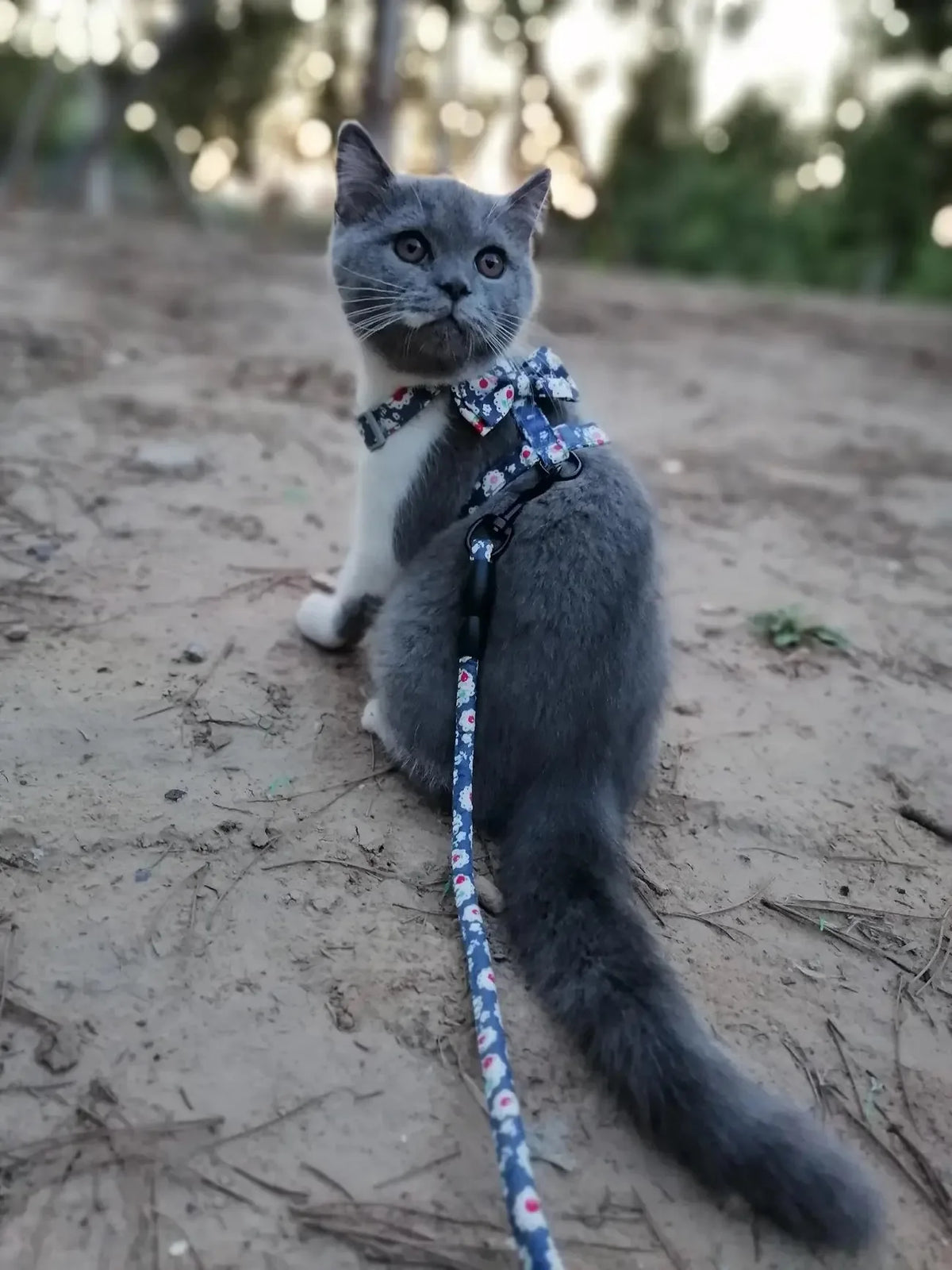 Floral Print Harness & Leash Set for Cats & Small Dogs