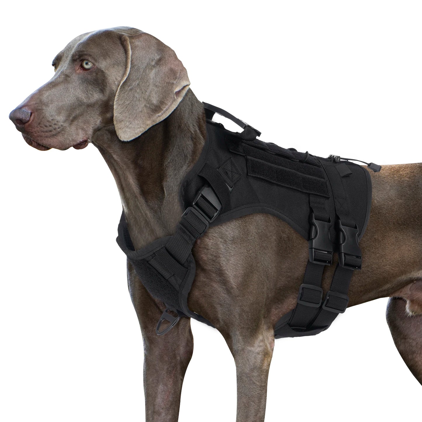 Harnais Tactique pour Chien avec Sangle de Poitrine et Boucle de Renfort