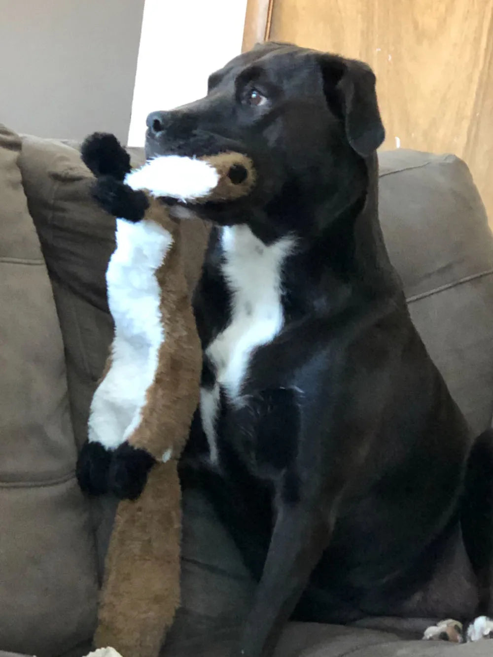 Jouet pour chien en peluche crocodile couineur avec papier froissé