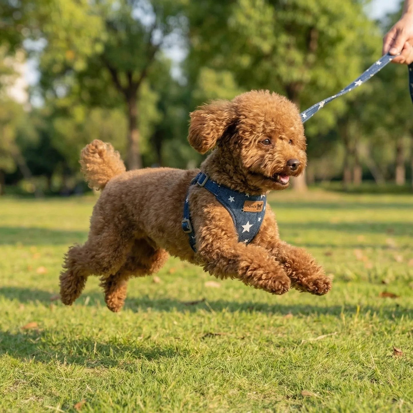 Harnais anti-évasion en jean maillé avec laisse pour chien et chat | Gilet rembourré réglable pour petits chiens et chiots