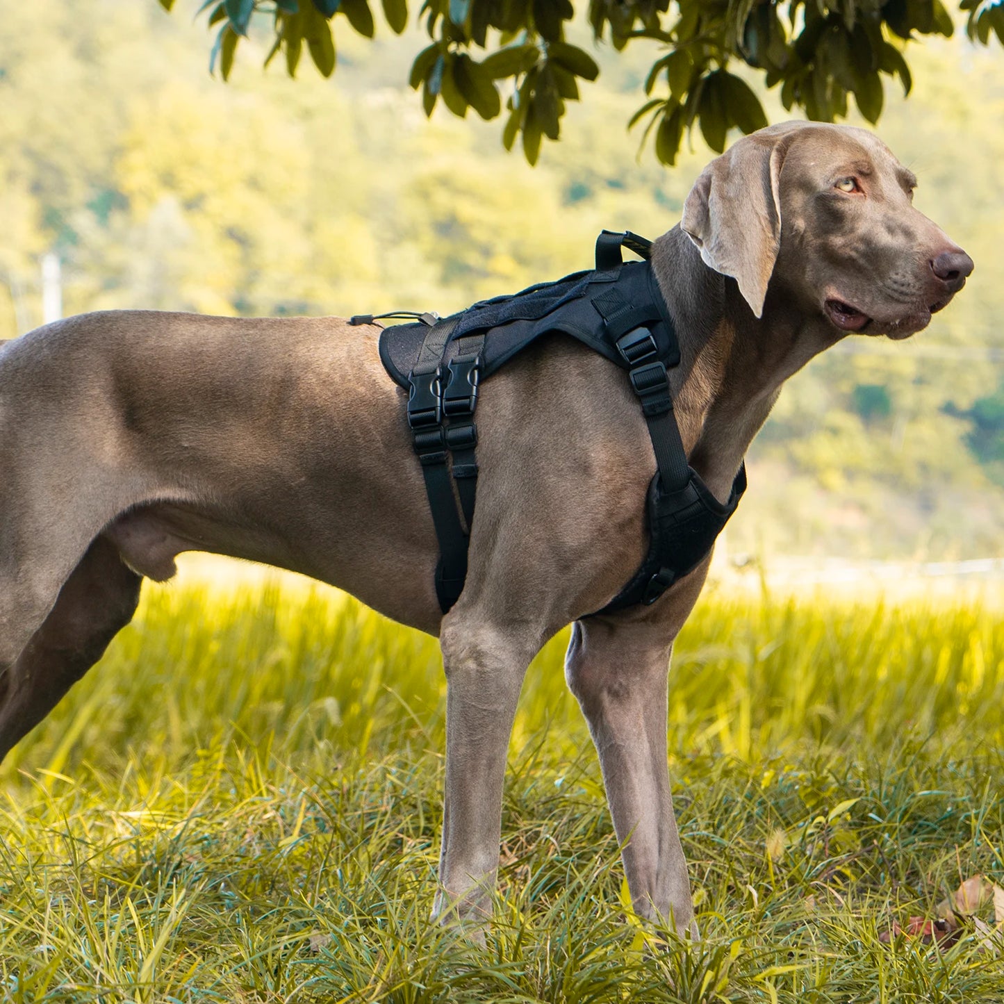 Harnais Tactique pour Chien avec Sangle de Poitrine et Boucle de Renfort