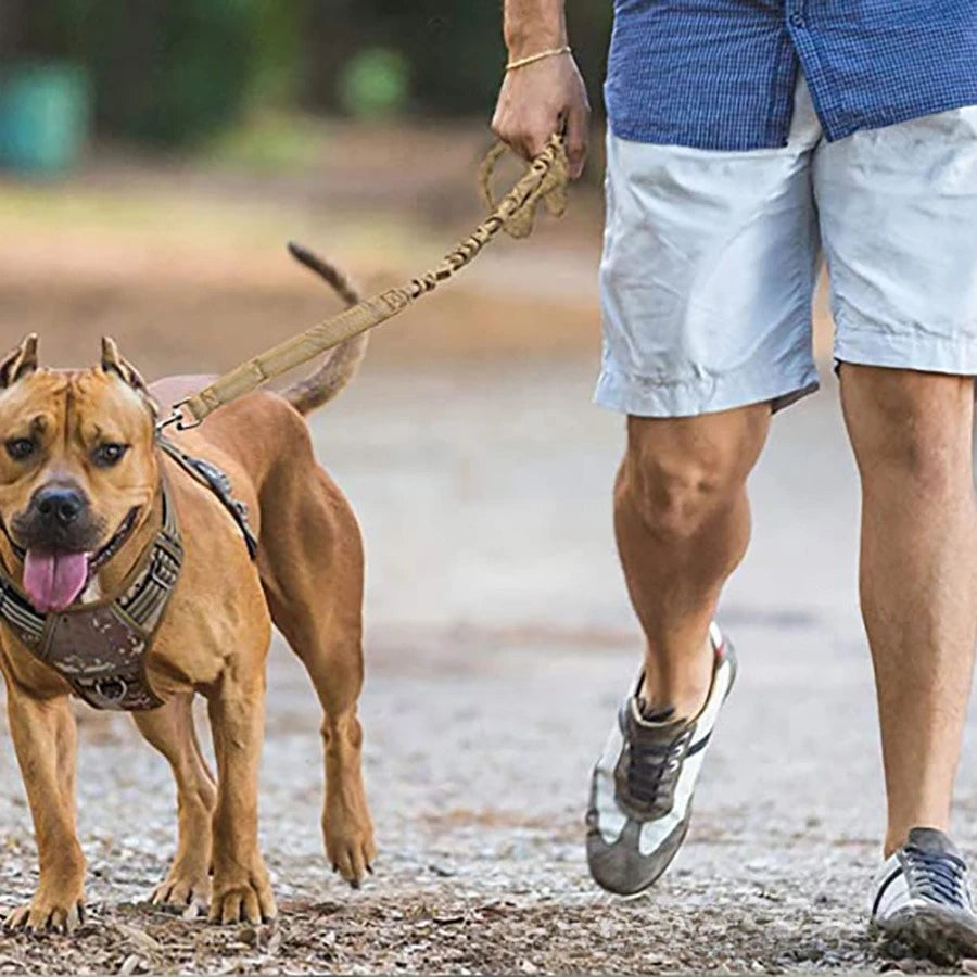 Laisse de dressage élastique antichoc pour chien