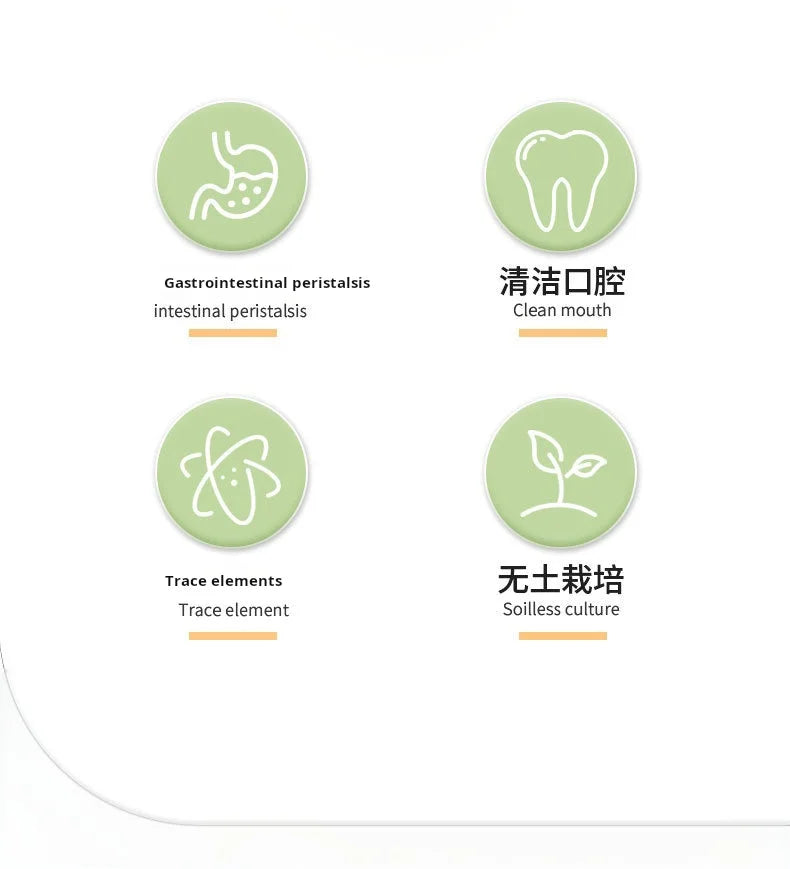 Kit de culture d'herbe à chat hydroponique – Ensemble de plantation sans terre pour friandises fraîches pour chats