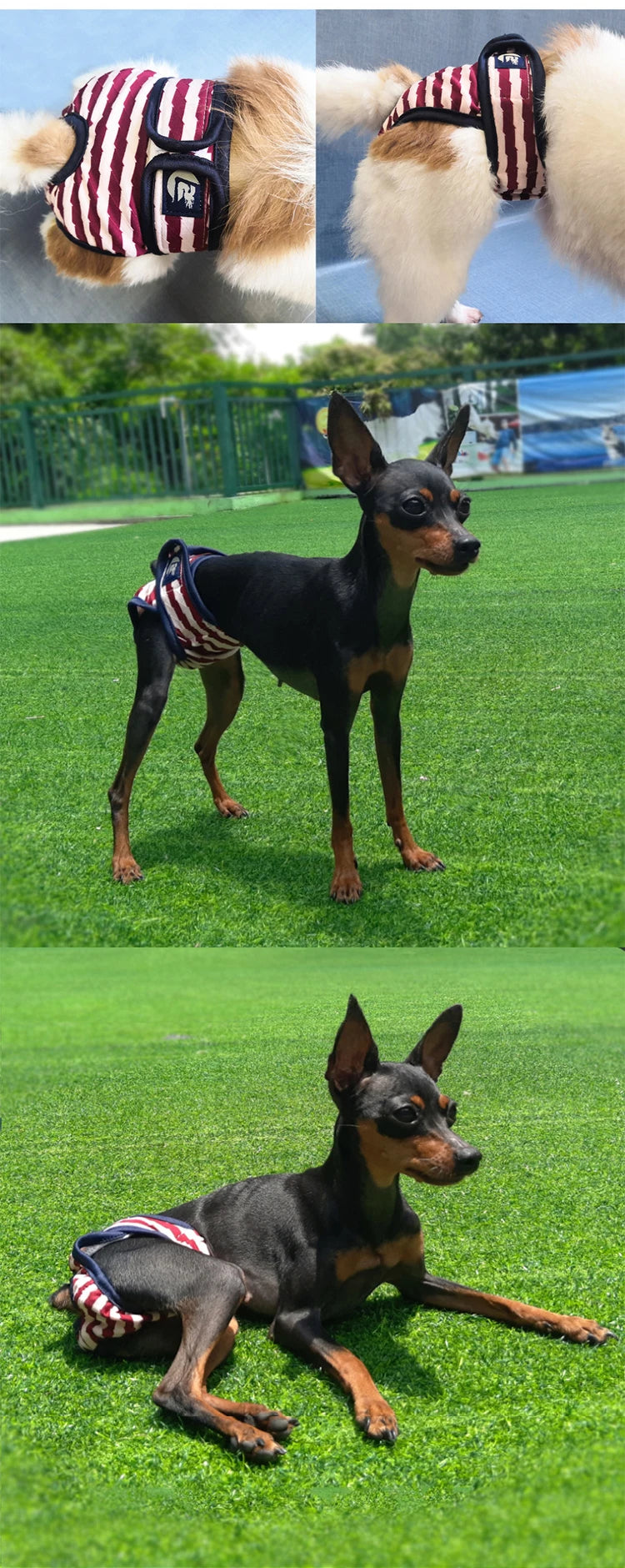Washable Physiological Pants & Sanitary Briefs for Female Dogs & Cats