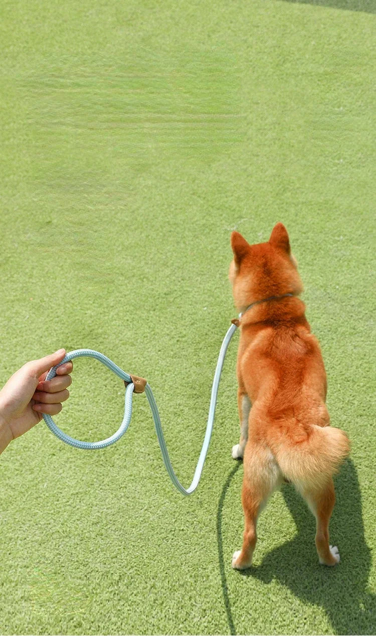 Ensemble laisse et harnais réglables en nylon pour chien